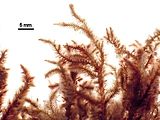 3 - Aspetto delle porzioni apicali